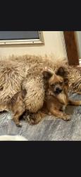 Lost Male Dog last seen Marcola road, Springfield, OR 97477