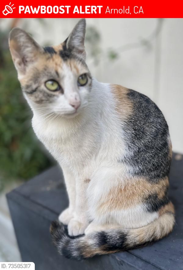 Lost Female Cat last seen Ponderosa way Arnold Ca, Arnold, CA 95223