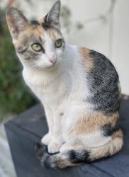 Lost Female Cat last seen Ponderosa way Arnold Ca, Arnold, CA 95223