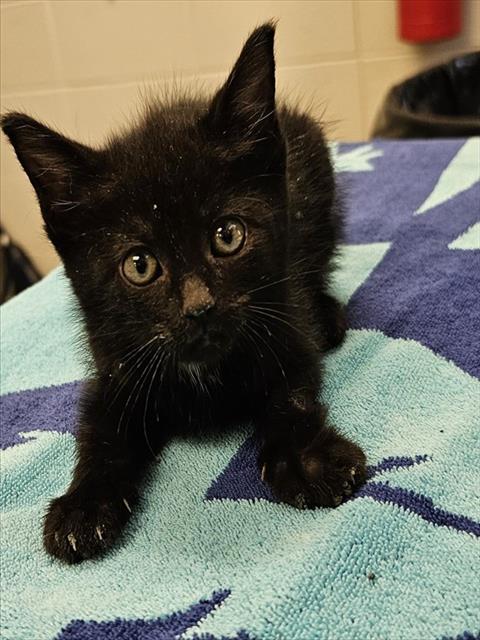 Shelter Stray Male Cat last seen HOLMES AVE/14TH ST, 4950 SW Triana Blvd, Huntsville, AL 35805, USA
