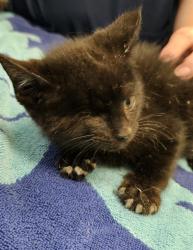 Shelter Stray Female Cat last seen HOLMES AVE/14TH ST, 4950 SW Triana Blvd, Huntsville, AL 35805, USA