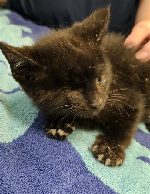Shelter Stray Female Cat last seen HOLMES AVE/14TH ST, 4950 SW Triana Blvd, Huntsville, AL 35805, USA