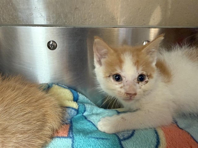 Shelter Stray Male Cat last seen WELTON DR & FIFTH AVE, 130 Beyer Way, Chula Vista, CA 91911, USA