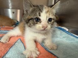 Shelter Stray Female Cat last seen WELTON DR & FIFTH AVE, 130 Beyer Way, Chula Vista, CA 91911, USA