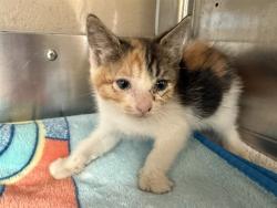 Shelter Stray Female Cat last seen WELTON DR & FIFTH AVE, 130 Beyer Way, Chula Vista, CA 91911, USA