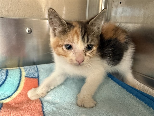 Shelter Stray Female Cat last seen WELTON DR & FIFTH AVE, 130 Beyer Way, Chula Vista, CA 91911, USA