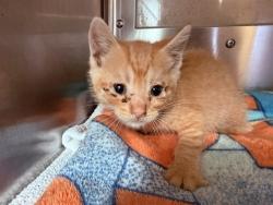 Shelter Stray Male Cat last seen WELTON DR & FIFTH AVE, 130 Beyer Way, Chula Vista, CA 91911, USA