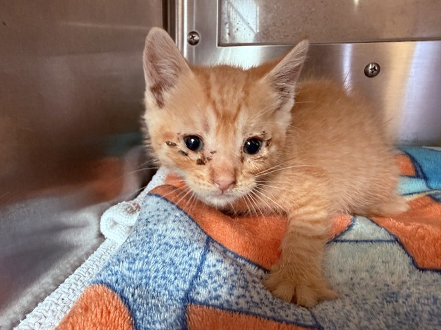 Shelter Stray Male Cat last seen WELTON DR & FIFTH AVE, 130 Beyer Way, Chula Vista, CA 91911, USA
