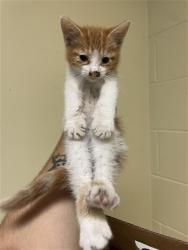 Shelter Stray Male Cat last seen INGALLS WAY & DELTAWIND DR, 2127 Front St, Sacramento, CA 95818, USA