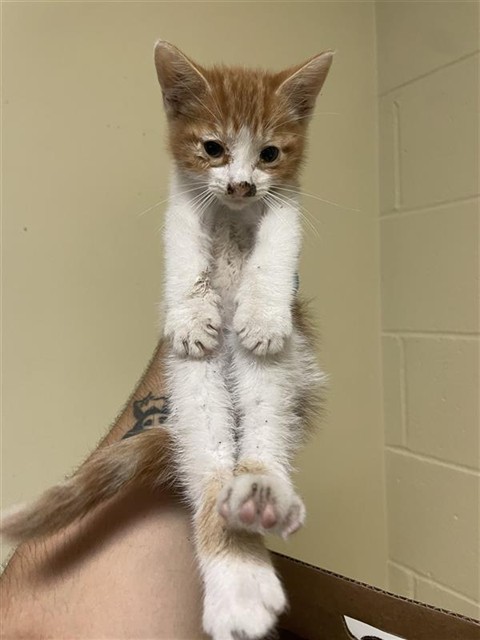 Shelter Stray Male Cat last seen INGALLS WAY & DELTAWIND DR, 2127 Front St, Sacramento, CA 95818, USA