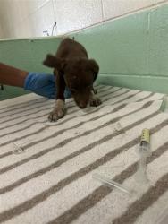 Shelter Stray Male Dog last seen FRONT ST & U ST, 2127 Front St, Sacramento, CA 95818, USA