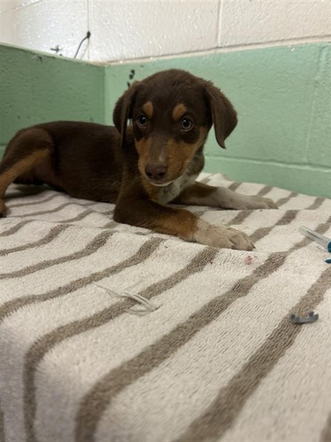 Shelter Stray Male Dog last seen FRONT ST & U ST, 2127 Front St, Sacramento, CA 95818, USA