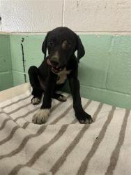 Shelter Stray Male Dog last seen FRONT ST & U, 2127 Front St, Sacramento, CA 95818, USA
