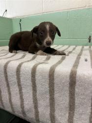 Shelter Stray Female Dog last seen FRONT ST & U, 2127 Front St, Sacramento, CA 95818, USA
