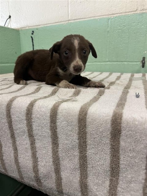 Shelter Stray Female Dog last seen FRONT ST & U, 2127 Front St, Sacramento, CA 95818, USA