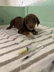 Shelter Stray Female Dog last seen FRONT ST & U, 2127 Front St, Sacramento, CA 95818, USA