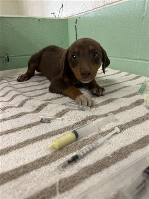 Shelter Stray Female Dog last seen FRONT ST & U, 2127 Front St, Sacramento, CA 95818, USA