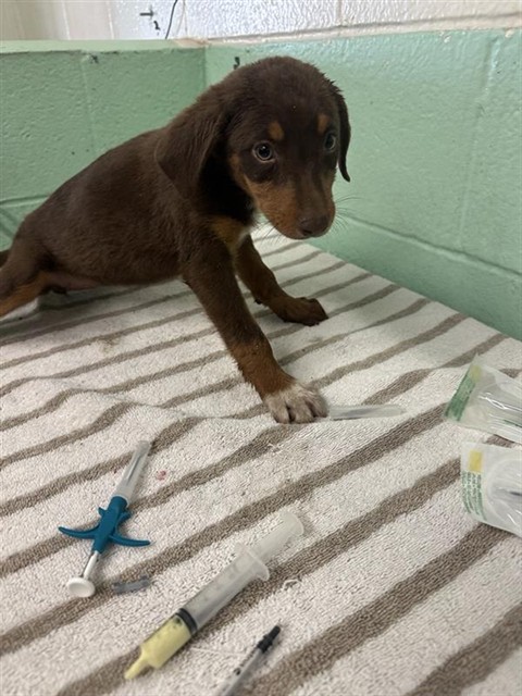 Shelter Stray Female Dog last seen FRONT ST & U, 2127 Front St, Sacramento, CA 95818, USA
