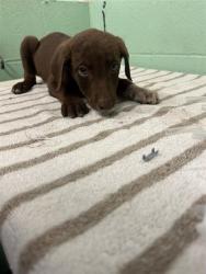 Shelter Stray Male Dog last seen FRONT ST & U, 2127 Front St, Sacramento, CA 95818, USA