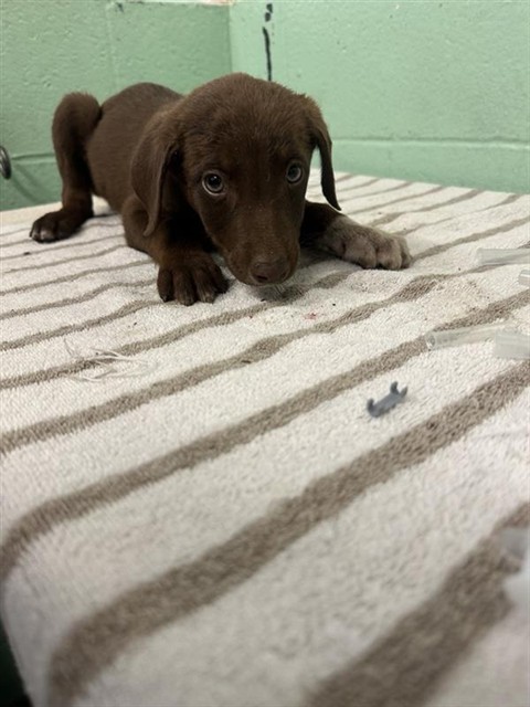 Shelter Stray Male Dog last seen FRONT ST & U, 2127 Front St, Sacramento, CA 95818, USA