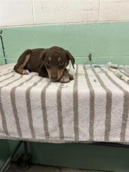 Shelter Stray Male Dog last seen FRONT ST & U, 2127 Front St, Sacramento, CA 95818, USA