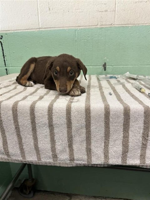 Shelter Stray Male Dog last seen FRONT ST & U, 2127 Front St, Sacramento, CA 95818, USA
