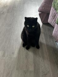 Reunited Female Cat last seen 21st & Bayview St, Seattle, WA 98144