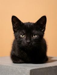 Shelter Stray Female Cat last seen Near BLOCK FREEL, 2020 Forest St, Jacksonville, FL 32204, USA