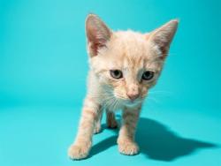 Shelter Stray Female Cat last seen LEM TURNER RD, 2020 Forest St, Jacksonville, FL 32204, USA