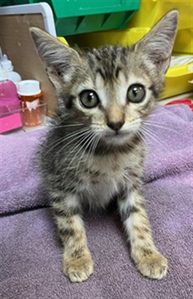 Shelter Stray Male Cat last seen Near BLOCK BAYVIEW ROAD, 2020 Forest St, Jacksonville, FL 32204, USA