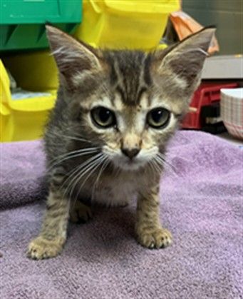 Shelter Stray Female Cat last seen Near BLOCK BAYVIEW ROAD, 2020 Forest St, Jacksonville, FL 32204, USA