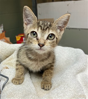 Shelter Stray Female Cat last seen Near BLOCK BAYVIEW ROAD, 2020 Forest St, Jacksonville, FL 32204, USA