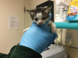 Shelter Stray Female Cat last seen Near BLOCK FRANK AVE, JURUPA VALLEY CA 91752, 6851 Van Buren Boulevard, Jurupa Valley, CA 92509, USA