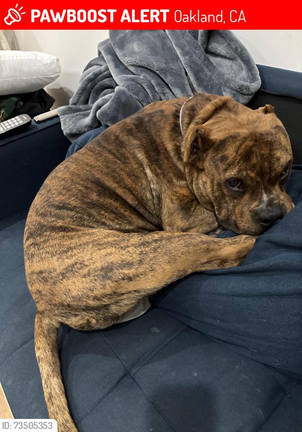 Lost Male Dog last seen Salvation Army Webster street, Oakland, CA 94607