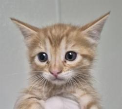 Shelter Stray Female Cat last seen Near BLOCK EL TEJON AVE, BAKERSFIELD CA 93308, 3951 Fruitvale Ave, Bakersfield, CA 93308, USA