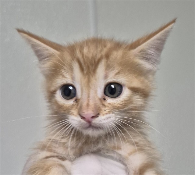 Shelter Stray Female Cat last seen Near BLOCK EL TEJON AVE, BAKERSFIELD CA 93308, 3951 Fruitvale Ave, Bakersfield, CA 93308, USA