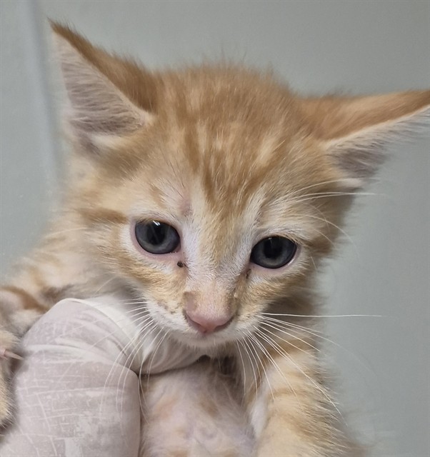 Shelter Stray Male Cat last seen Near BLOCK EL TEJON AVE, BAKERSFIELD CA 93308, 3951 Fruitvale Ave, Bakersfield, CA 93308, USA