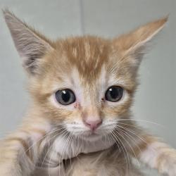 Shelter Stray Male Cat last seen Near BLOCK EL TEJON AVE, BAKERSFIELD CA 93308, 3951 Fruitvale Ave, Bakersfield, CA 93308, USA