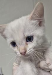 Shelter Stray Male Cat last seen Near BLOCK EL TEJON AVE, BAKERSFIELD CA 93308, 3951 Fruitvale Ave, Bakersfield, CA 93308, USA