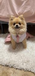 Lost Female Dog last seen W Campbell ave 85031, Phoenix, AZ 85031