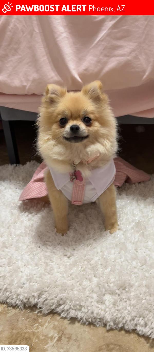 Lost Female Dog last seen W Campbell ave 85031, Phoenix, AZ 85031