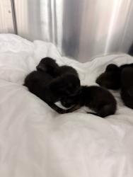 Shelter Stray Female Cat last seen LAS, 3599 NW 79th Ave, Doral, FL 33122, USA