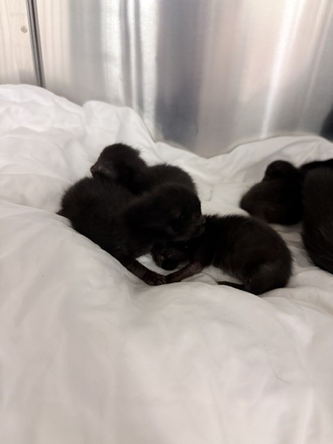 Shelter Stray Female Cat last seen LAS, 3599 NW 79th Ave, Doral, FL 33122, USA