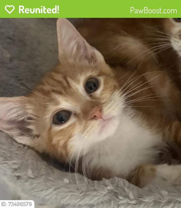 Reunited Female Cat last seen Oakville apmts, Austin, TX 78729