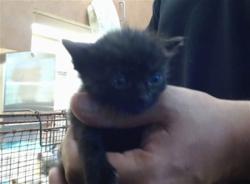 Shelter Stray Female Cat last seen NORTH AVE/SMATHERS WAY, 95608, 3839 Bradshaw Rd, Sacramento, CA 95827, USA