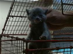 Shelter Stray Female Cat last seen NORTH AVE/SMATHERS WAY, 95608, 3839 Bradshaw Rd, Sacramento, CA 95827, USA
