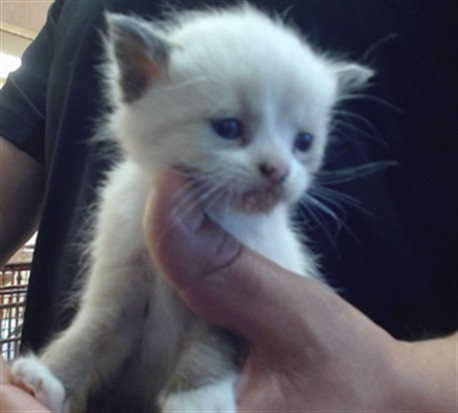 Shelter Stray Male Cat last seen NORTH AVE/SMATHERS WAY, 95608, 3839 Bradshaw Rd, Sacramento, CA 95827, USA