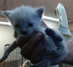 Shelter Stray Female Cat last seen NORTH AVE/SMATHERS WAY, 95608, 3839 Bradshaw Rd, Sacramento, CA 95827, USA