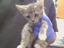 Shelter Stray Female Cat last seen MCKENZIE RD/TWINCITIES RD, 95632, 3839 Bradshaw Rd, Sacramento, CA 95827, USA