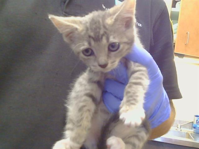Shelter Stray Female Cat last seen MCKENZIE RD/TWINCITIES RD, 95632, 3839 Bradshaw Rd, Sacramento, CA 95827, USA